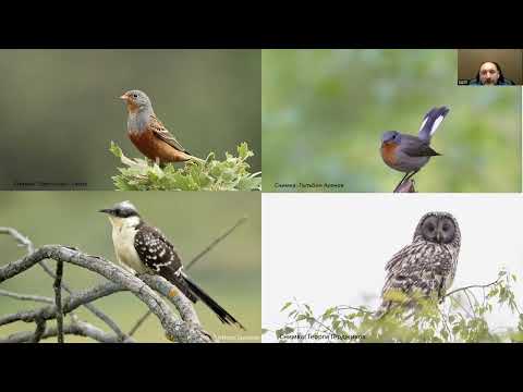 Видео: Презентация за Атласа на гнездящите птици в България 2016 - 2025