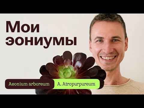 Видео: Эониум. Мои растения, пересадка и черенкование.