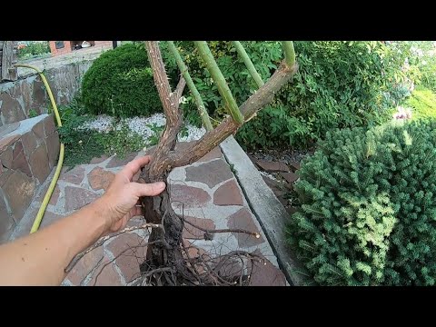 Видео: Пересадка взрослого куста розы