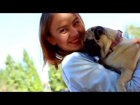 Видео: Мой питомец: мопсы