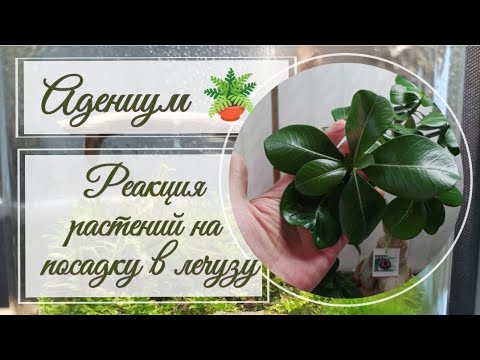 Видео: Адениум в лечузе. 🌴 Реакция растений на новый грунт.🌴