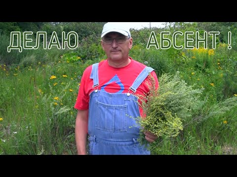 Видео: Как сделать абсент? (или почему я начал гнать самогон?)