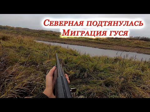 Видео: Интересная охота на утку I Северная  подтянулась I Миграция гуся