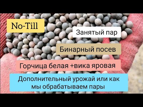 Видео: No-Till - Горчица белая + вика яровая. Занятый пар.