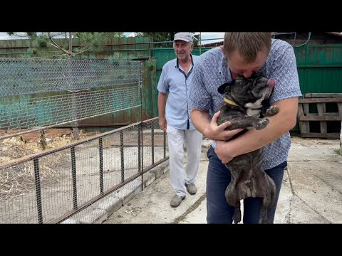 Видео: Беглец - французский бульдог Олег 2 - нашёлся, и оказался Яшкой...