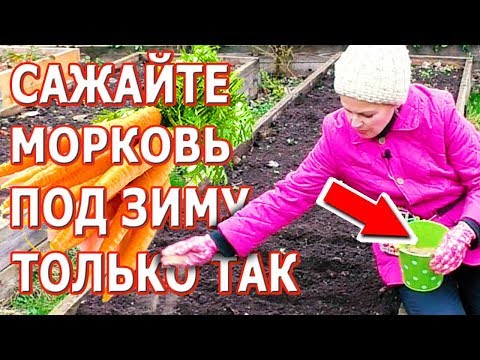 Видео: Подзимний посев моркови. Как посадить морковь под зиму. Редис под зиму.