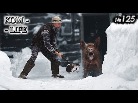 Видео: Отправляем свиноматок на шашлыки