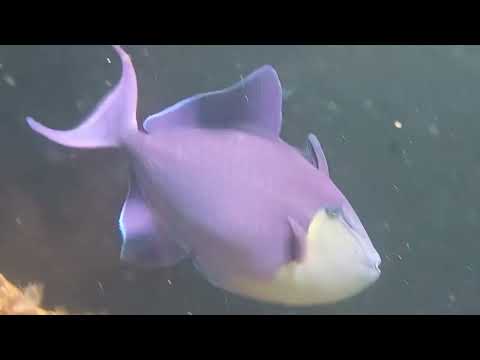 Видео: Нячанг 5 ноября #вьетнам #нячанг #море 