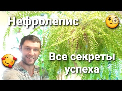 Видео: Папоротник Нефролепис/ Размножение/ Уход