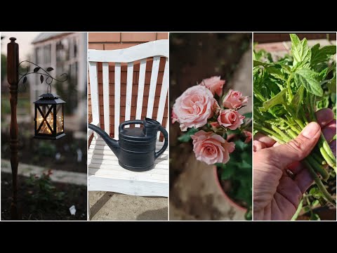 Видео: Будни огородницы №3.Сделала фонари,новая лейка,цветущие розы,посадки,холодная ночь +1!Перцы в шоке!