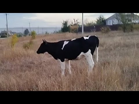 Видео: Веснушка🐄 пятый день на пастбище. Продолжение.