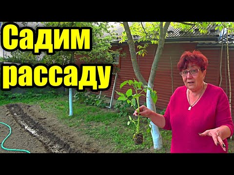 Видео: Посадка рассады без заморочек! Секреты урожая. Томат, перец, баклажан.