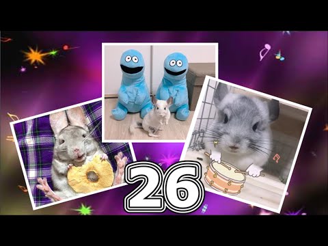 Видео: Лучшие приколы про ШИНШИЛЛ! Смешные ШИНШИЛЛЫ! Funny chinchillas❤#26