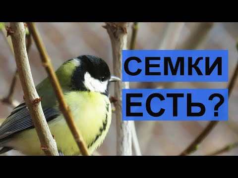 Видео: Не жаренные семечки для птиц: эксперимент с кормлением | Семена подсолнечника, тыквы и арбуза