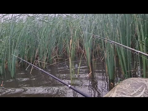 Видео: ОХОТА ЗА КАРПОМ!!! УЛОВ ЛИНЯ!! ПЛОТИНА ГАЛЫМЖАН!!
