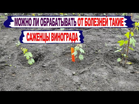 Видео: 🍇 Можно ли  ОРАБАТЫВАТЬ от болезней МОЛОДЫЕ САЖЕНЦЫ винограда. Что будет с ИММУНИТЕТОМ?