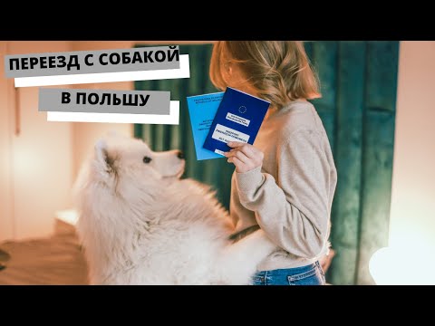 Видео: ПЕРЕЕЗД В ПОЛЬШУ С СОБАКОЙ | КАК МЫ ПЕРЕЕХАЛИ С СОБАКОЙ | ЖИЗНЬ В ВАРШАВЕ С СОБАКОЙ