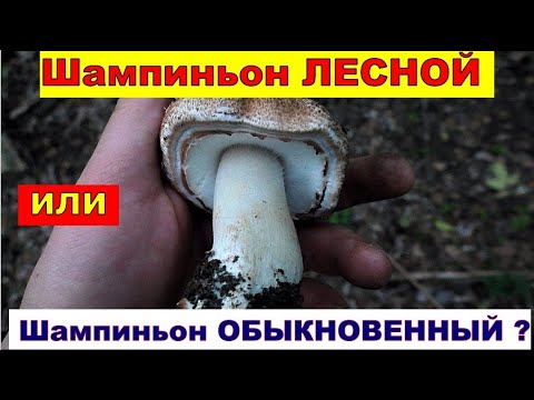 Видео: ИХ ПРОСТО ВАЛОМ! ЛЕСНЫЕ ШАМПИНЬОНЫ: как они выглядят Октябрь 2020 Грибной архив.