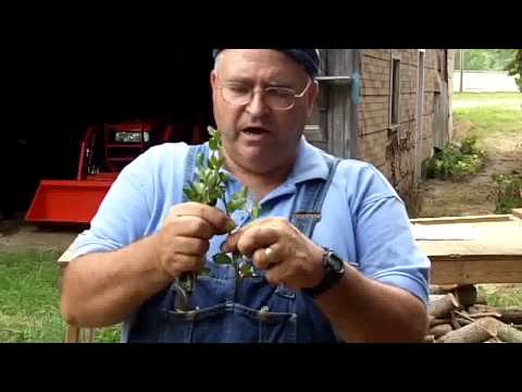 Видео: Укорененные черенки