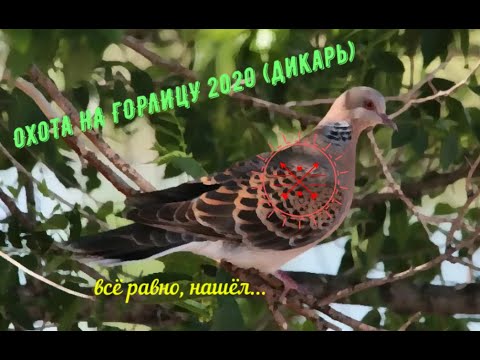 Видео: ОХОТА НА ГОРЛИЦУ 2020 (дикарь) нашёл скопление горлицы