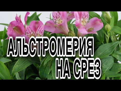 Видео: Альстормерия в теплице. Выращивание.