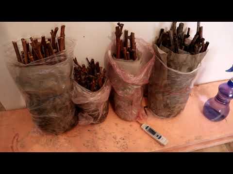 Видео: Проращивание черенков. Мой любимый способ!!!