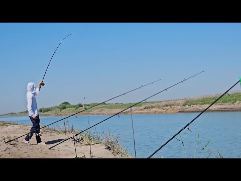 Видео: Carp2025  Супер Рыбалка, Коксарай Канал - Карась, Сазаны года, Отличный был Отдых #Рыбалка #feeder