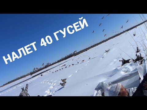 Видео: ЧАСТЬ 1. СУПЕР ОХОТА НА ГУСЯ В ЯКУТИИ. Goose hunting in Yakutia. Part 1.