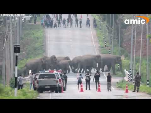 Видео: Как животные научились переходить проезжую часть (иногда их сложно не пропустить)
