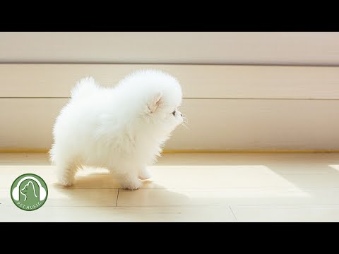 Видео: Расслабляющая музыка для собак🐶Музыка для снятия стресса, музыка для релаксации🎵Любимая музыка собак