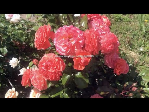 Видео: Посадочная яма, почва, подкормка и обработка РОЗ для ПЫШНОГО ЦВЕТЕНИЯ ч.1