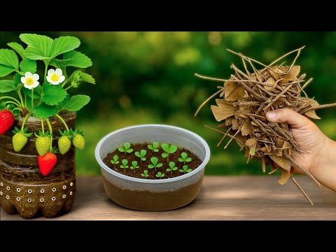 Видео: 🍓Как выращивать клубнику: советы по посадке и уходу