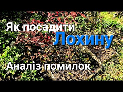 Видео: Як посадити лохину в домашніх умовах | Як зробити кислий грунт для лохини | Торфосуміш для лохини