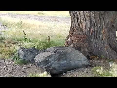 Видео: Казахстан. Бурабай. Озеро Б. Чебачье. 1 часть