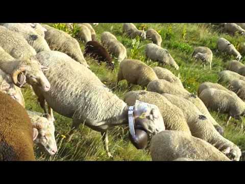 Видео: Овчарство -Томе Бродец дооел- Овци на пасиштата на село Бродец