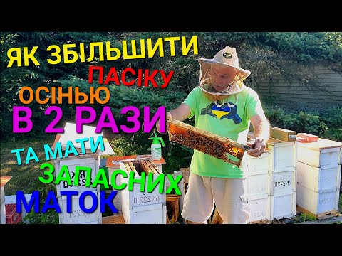 Видео: #бджоли Як збільшити ПАСІКУ осінью в 2 РАЗИ та мати запасних маток, ДЛЯ ПОЧАТКІВЦІВ