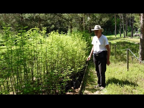 Видео: Пермакультура - настоящее и будущее Часть 3