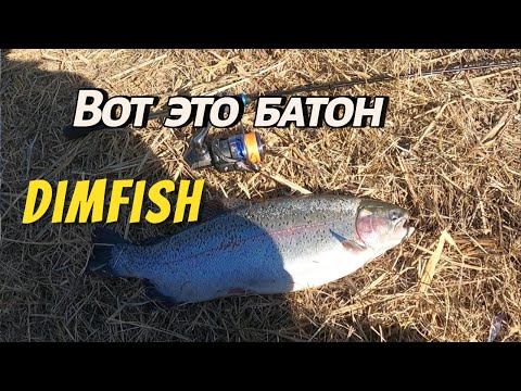 Видео: ЛОВЛЯ ПАССИВНОЙ ФОРЕЛИ 