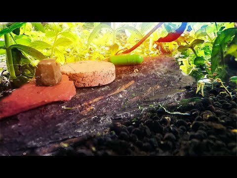 Видео: Дешевое и простое удобрение для аквариума — таблетки для корней! Удобрение 101