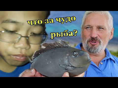 Видео: Сколько рыбы могут съесть филиппинцы. Отдыхаем семьёй на пляже