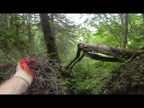 Видео: August 2, 2025 , фрагмент, отрывок из классного видео по поиску металла в лесной глуши.