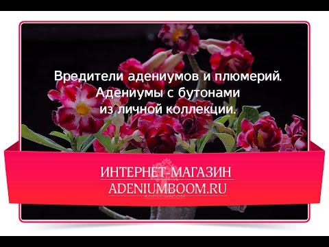 Видео: Вредители адениумов и плюмерий.  Адениумы с бутонами из личной коллекции