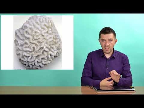 Видео: Зоология беспозвоночных. Стрекающие (Часть 2 — Коралловые полипы)