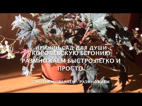 Видео: Королевскую бегонию размножаем быстро, легко и просто.