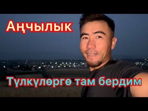 Видео: Чабан жана Тайгандардын айласын кетирдм😅 Түлкүлөр🦊