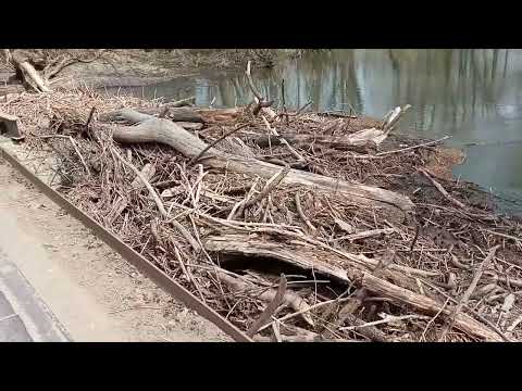 Видео: ЗАТОРможенность служб или чья-то халатность?
