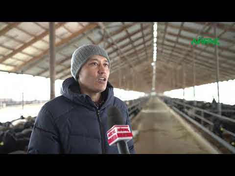 Видео: АРНАЙЫ РЕПОРТАЖ: ШАРБҰЛАҚ АУЫЛЫ ЭКОНОМИКАНЫҢ ДАМУЫНА ҮЛЕС ҚОСУДА