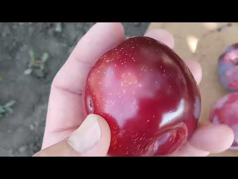 Видео: Слива Ерлі Квін в моєму домашньому саду. 18.07.2023 р.