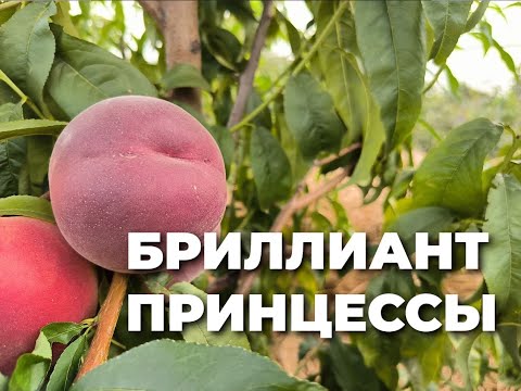 Видео: Даймонд Принцесс - королевский персик!