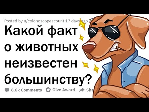 Видео: МАЛОИЗВЕСТНЫЕ ФАКТЫ О ЖИВОТНЫХ 🙈